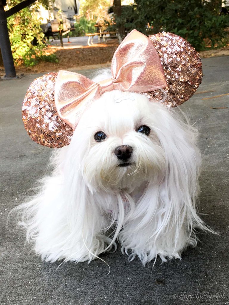 Aysia Rose Gold Minnie Ears