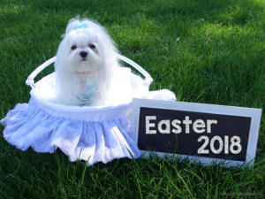 Aysia Easter 2018