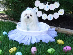 Aysia Happy Easter 2018