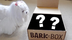 BarkBox July 2018