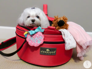 How I Travel- Sleepypod & Carrier-4