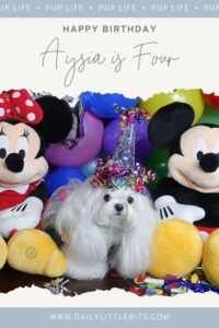 Maltese Aysia wears a party hat and sits between Minnie and Mickey stuffed toys