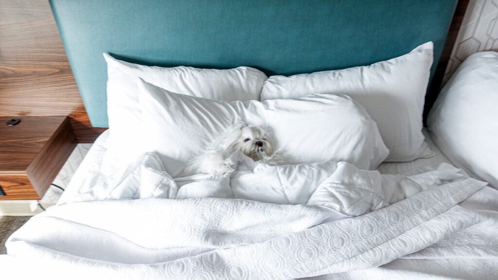 Maltese dog Aysia lays in hotel bed