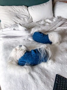Maltese dogs Aysia and Lollypop sleeping on hotel bed