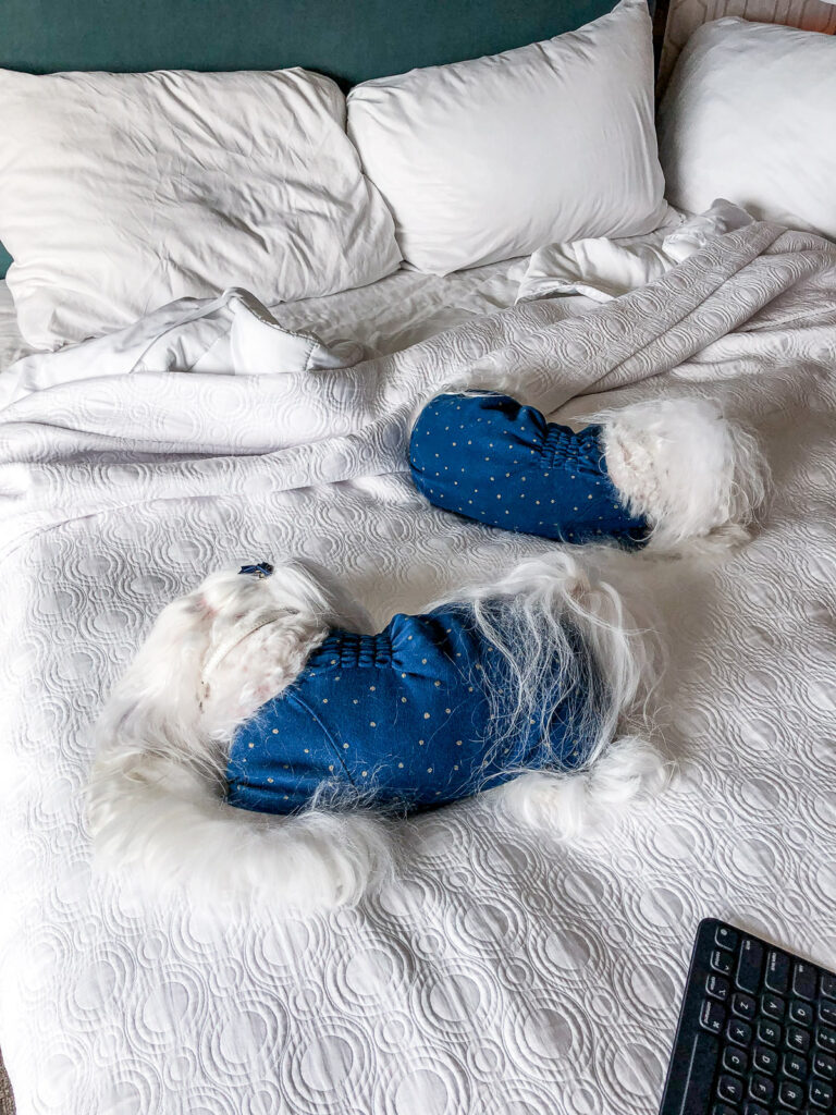 Maltese dogs Aysia and Lollypop sleeping on hotel bed