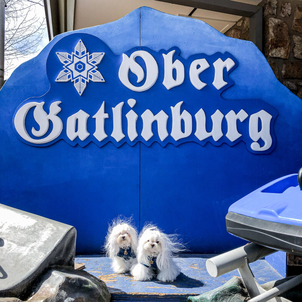 Maltese dogs Aysia and Lollypop sitting in front of Uber Gatlinburg sign