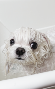 Aysia bath