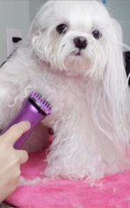 Grooming Face and Paw Trim
