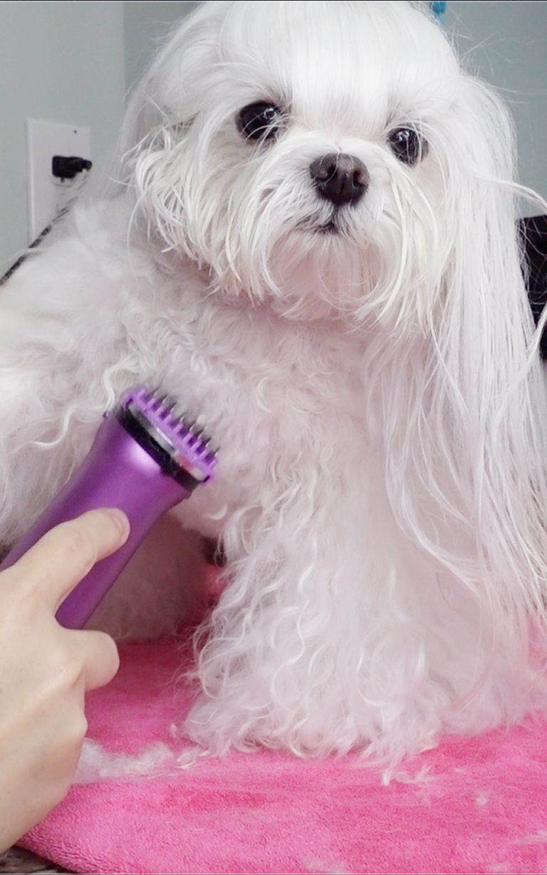 Grooming Face and Paw Trim