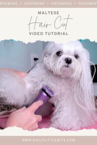 Maltese dog getting a hair cut with clippers