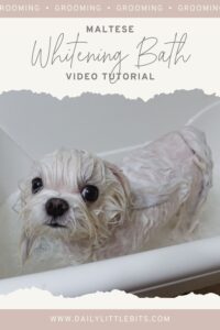 Maltese dog in bathtub