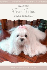 maltese dog face trim tutorial thumbnail photo