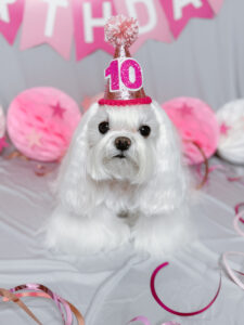 Maltese dog Aysia wearing a pink party hat